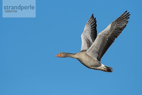 Fliegende Graugans (anser anser) vor blauem Himmel  Zugvogel  Västergötland  Schweden  Europa