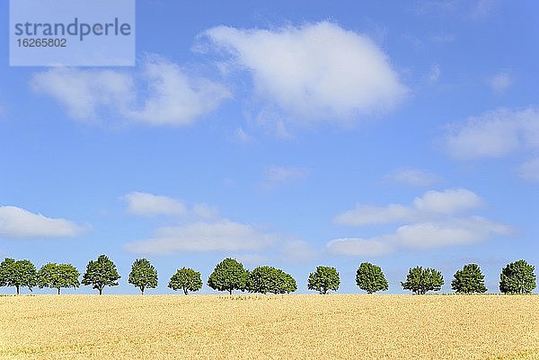 Baumreihe  Ahorn (Acer)  am Getreidefeld mit blauem Wolkenhimmel  Nordrhein-Westfalen  Deutschland  Europa