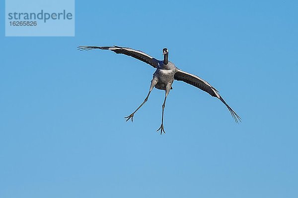 Kranich (grus grus) fliegend vor blauem Himmel  Vogelzug  Västergötland  Schweden  Europa