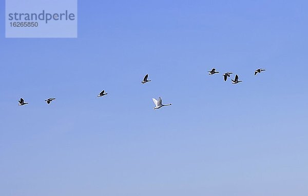 Acht Graugänse und ein Schwan  fliegen in einer Formation  Rügen  Mecklenburg Vorpommern  Deutschland  Europa