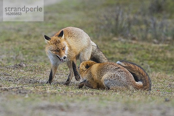 Rotfüchse (Vulpes vulpes)  zwei Männchen im Winterfell  kämpfend  Ranz  Niederlande  Europa