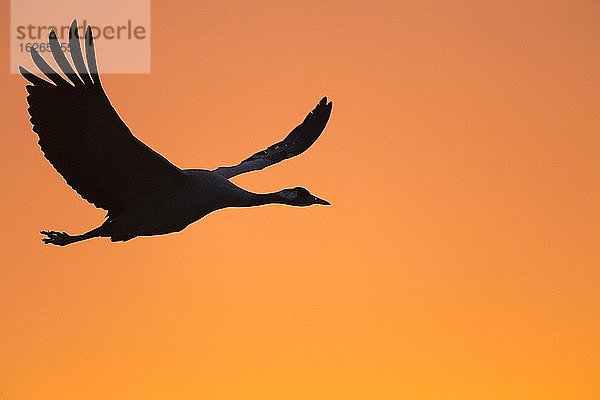 Fliegender Grauer Kranich (grus grus) vor orangefarbenem Morgenhimmel  Sonnenaufgang  Zugvogel  Västergötland  Schweden  Europa