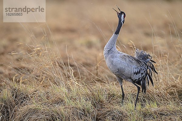 Kranich (grus grus) rufend in einem Moor  Balz  Tanz der Kraniche  Trompetenruf  Västergötland  Schweden  Europa