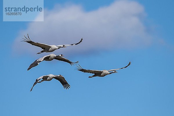 Gruppe Grauer Kraniche (grus grus) fliegend  Vogelzug  Västergötland  Schweden  Europa