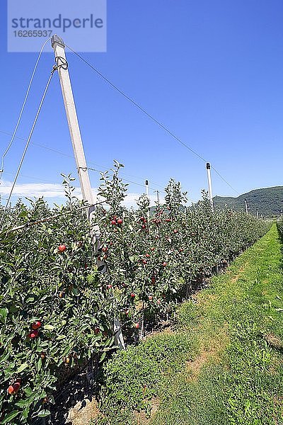Intensivobstanbau Äpfel  Obstplantage  Kalterersee  Kalterer See  Südtirol  Italien  Europa