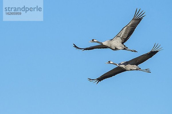 Grauer Graue Kraniche (grus grus) fliegend vor blauem Himmel  Zugvogel  Västergötland  Schweden  Europa