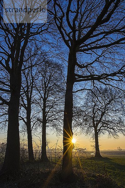 Kahle Eichen bei Sonnenaufgang  Boller Moor  Niedersachsen  Deutschland  Europa