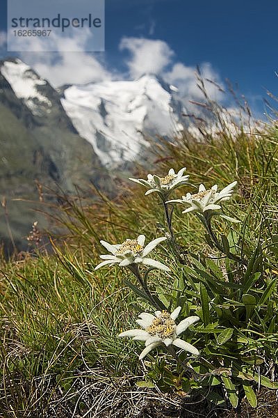 Alpen-Edelweiß (Leontopodium nivale) vor Bergen  Nationalpark Hohe Tauern  Alpen  Heiligenblut  Kärnten  Österreich  Europa