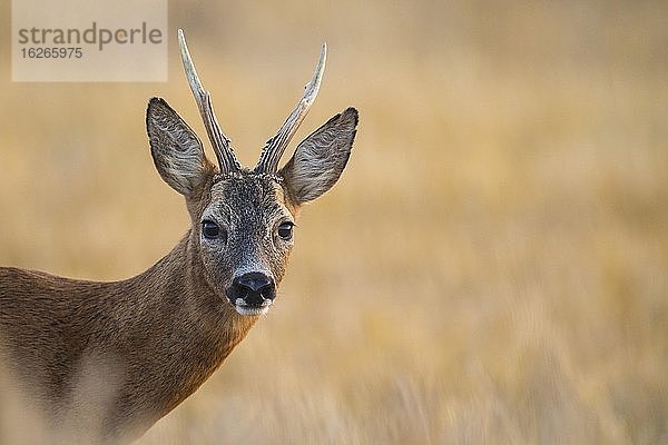 Porträt  Rehbock (Capreolus capreolus)  Niedersachsen  Deutschland  Europa