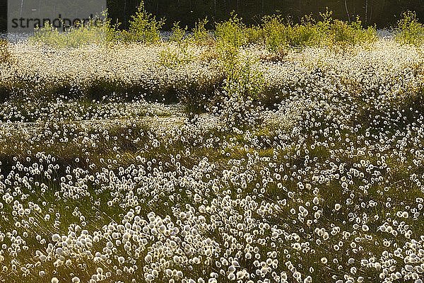 Scheiden-Wollgras (Eriophorum vaginatum) im Moor  Fruchtstand  Wollgrasblüte  Niedersachsen  Deutschland  Europa