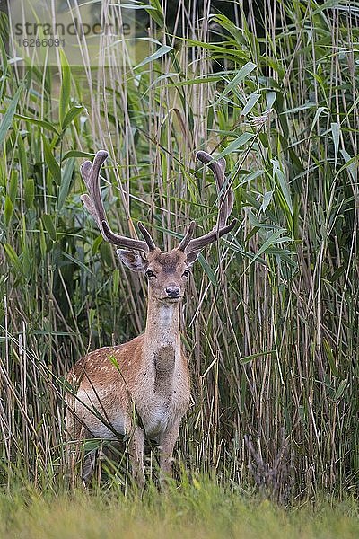 Damhirsch (dama dama) mit Bastgeweih am Schilf  Nordholland  Niederlande  Europa