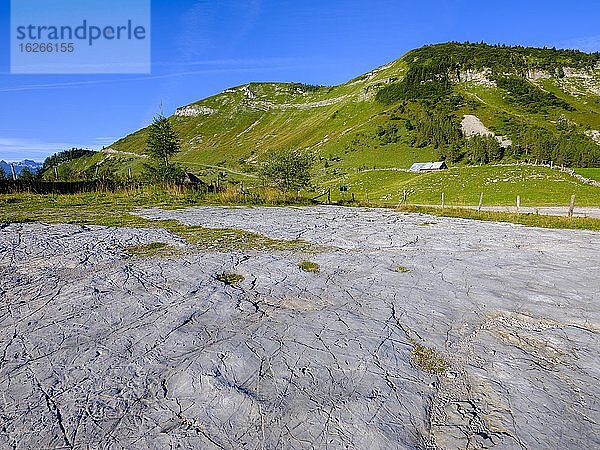 Felsplatte durch Gletscherschliff im Almengelände  Trattberg  Salzburger Land  Österreich  Europa
