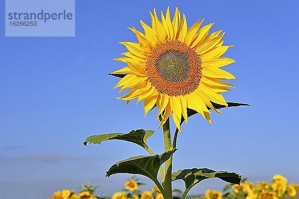 Sonnenblumenfeld  einzelne Sonnenblume (Helianthus annuus) vor blauem Himmel  Nordrhein-Westfalen  Deutschland  Europa