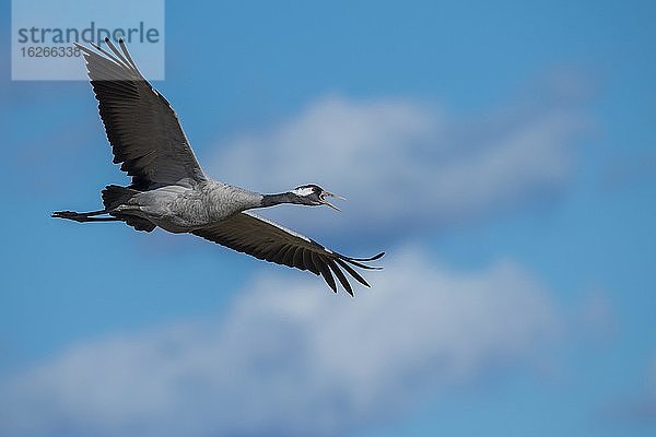 Rufender Grauer Kranich (grus grus)  fliegend  Zugvogel  Västergötland  Schweden  Europa