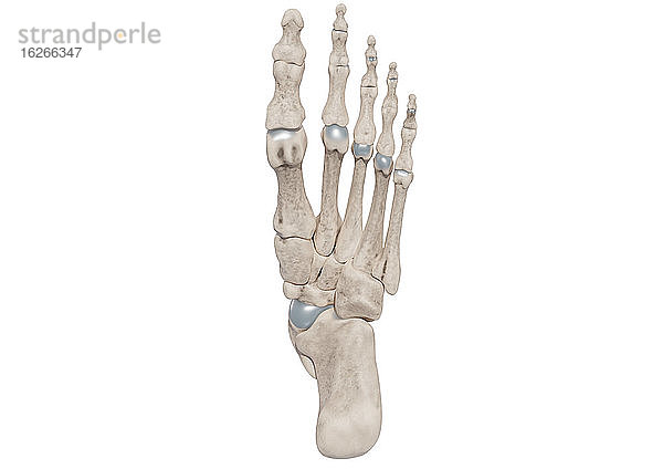 Fußknochen eines Menschen  Illustration