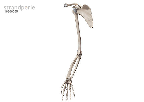 Knochen eines menschlichen Arms mit Schulter und Hand  Illustration