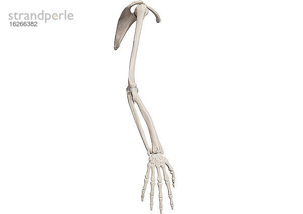 Knochen eines menschlichen Arms mit Schulter und Hand  Illustration