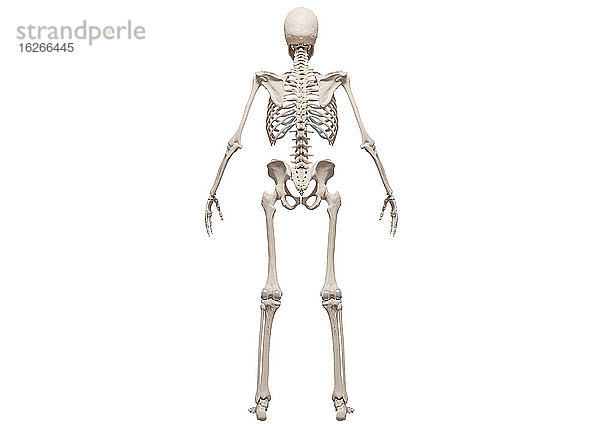 Menschliches Skelett  Illustration