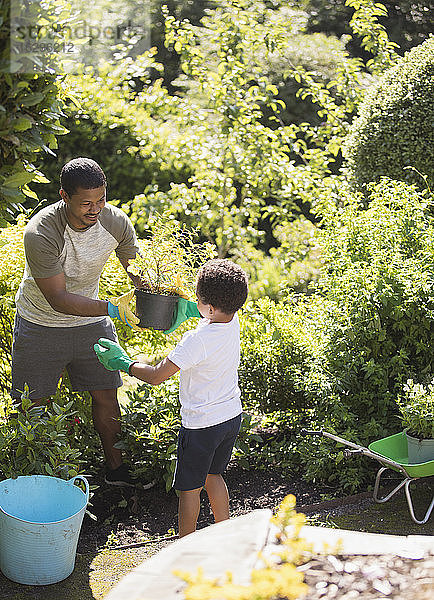 Vater und Sohn gärtnern im sonnigen Sommergarten