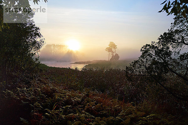 Heiterer Sonnenuntergang über Wasser und Bäumen in der Natur