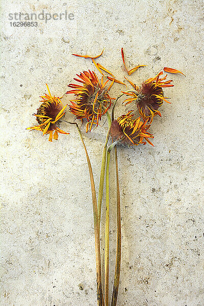 Verwelkte Blumen mit orangefarbenen Blütenblättern  Studioaufnahme