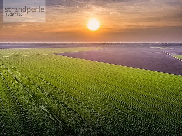 Luftaufnahme eines großen grünen Weizenfeldes bei Sonnenuntergang