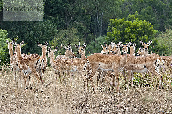 Afrika  Kenia  Maasai Mara National Reserve  Impala-Antilopen  Aepyceros melampus