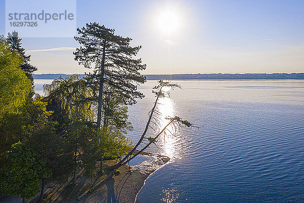 Die Sonne scheint über die Kiefern am Ufer des Starnberger Sees im Frühling