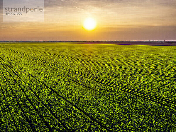 Luftaufnahme eines großen grünen Weizenfeldes bei Sonnenuntergang