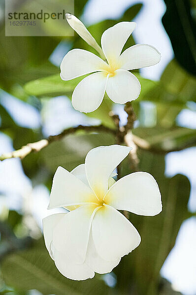 Thailand  Koh Lipe  Blüte der Plumeria alba