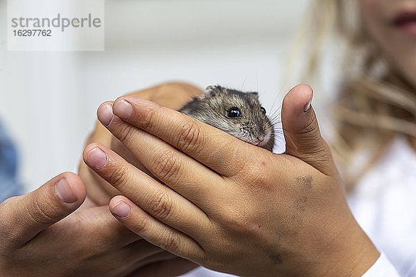 Ausgeschnittenes Bild von menschlichen Händen  die einen Hamster halten