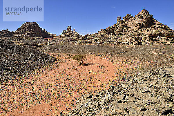 Algerien  Sahara  Tassili N'Ajjer National Park  Akazie in einem trockenen Felsental