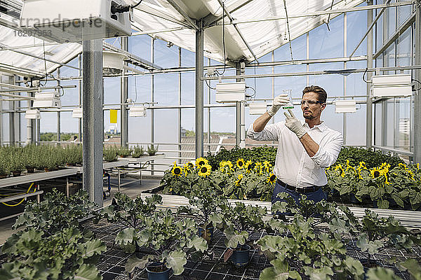 Männlicher Wissenschaftler hält einen konischen Kolben und steht inmitten von Pflanzen im Gewächshaus