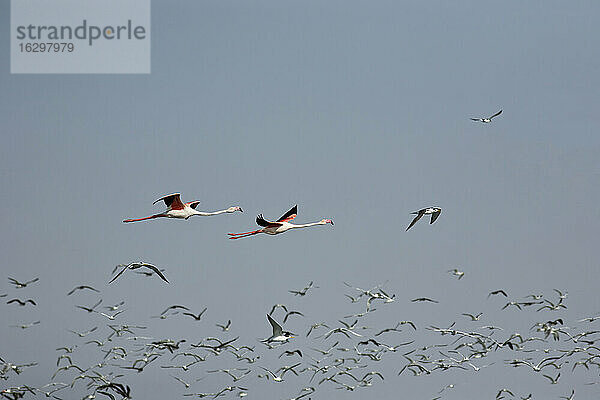 Oman  Fliegender Schwarm von roten Flamingos