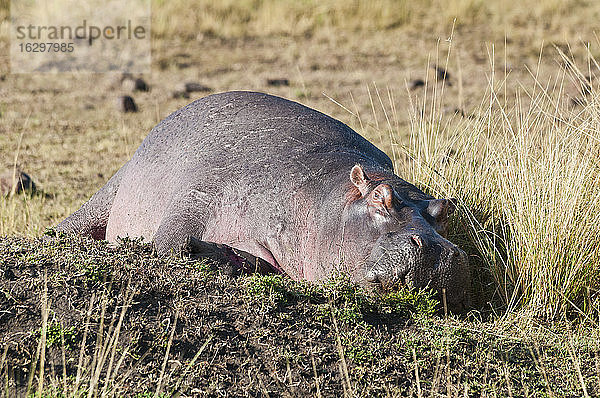 Afrika  Kenia  Maasai Mara National Reserve  Flusspferd (Hippopotamus amphibius) liegend
