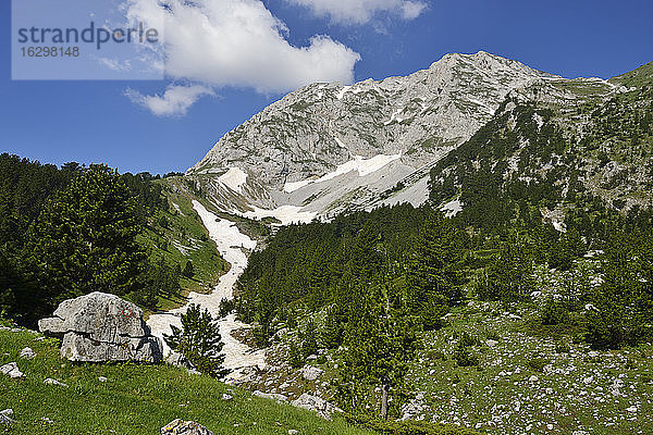 Montenegro  Schwarzkiefernwald an der Südseite des Komovi-Gebirges