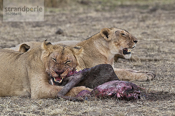 Afrika  Kenia  Maasai Mara Nationalreservat  Löwen  Panthera leo  Weibchen  fressen ein Gnu (Blue Wildebeest)