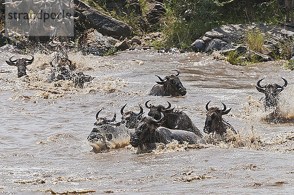 Afrika  Kenia  Maasai Mara National Reserve  Eine Gruppe von Streifengnus (Connochaetes taurinus) überquert den Mara-Fluss
