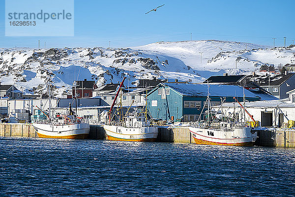 Fischerboote im Hafen  Berlevag  Varanger-Halbinsel  Finnmark  Norwegen