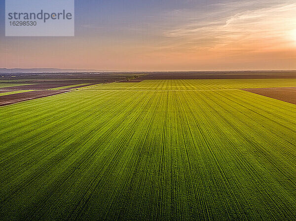 Luftaufnahme eines großen grünen Weizenfeldes bei Sonnenuntergang