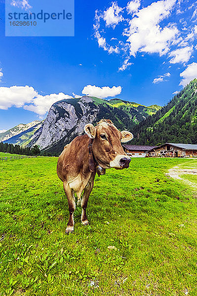 Österreich  Tirol  Vomp  Portrait einer grasenden Kuh im Unterinntal im Sommer