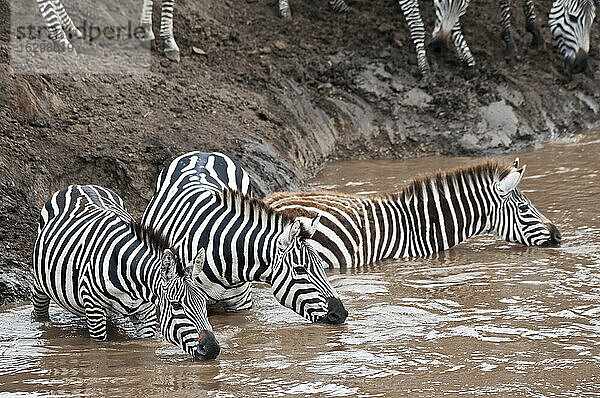 Afrika  Kenia  Maasai Mara National Reserve  Grant's Zebra  Steppenzebra (Equus quagga boehmi)  Trinken im Mara Fluss