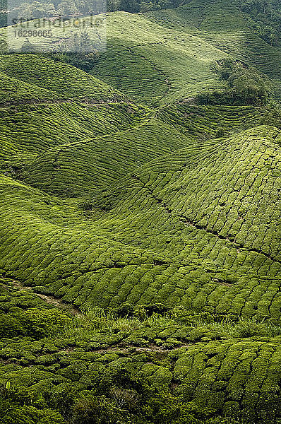 Malaysia  Cameron Highlands  Teefeld