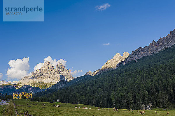 Italien  Blick auf die Dolomiten  Rinderherde im Vordergrund