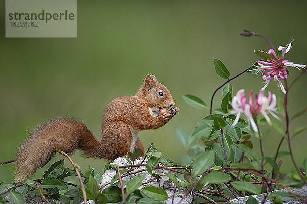 Porträt eines eurasischen roten Eichhörnchens (Sciurus vulgaris)  das eine Nuss frisst