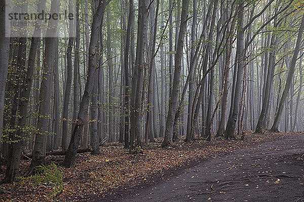 Deutschland  Mecklenburg-Vorpommern  Rügen  Nationalpark Jasmund  Buchenwald im Nebel