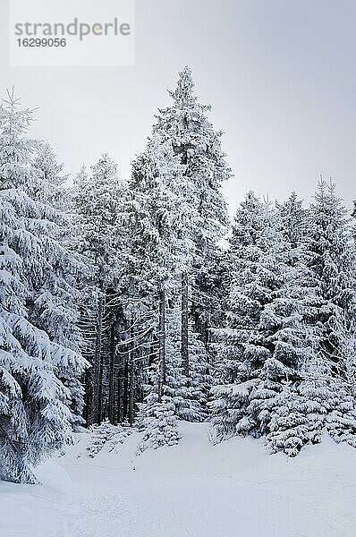 Deutschland  Thurinigia  Oberhof  Tannen im Winter