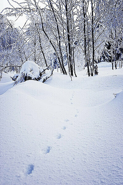 Deutschland  Harz  Winterlandschaft mit Fußspuren im Schnee