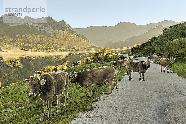 Spanien  Kantabrien  Nationalpark Picos de Europa  Kühe auf der Straße bei Collado de Llesba
