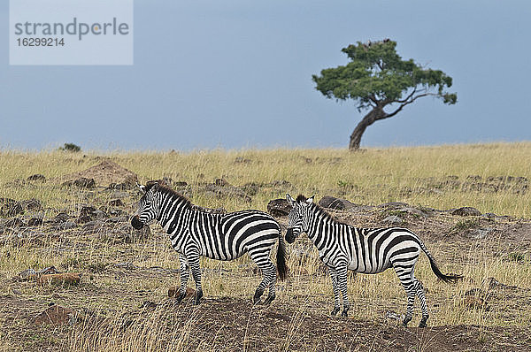 Kenia  Rift Valley  Maasai Mara National Reserve  Steppenzebras in der Steppe